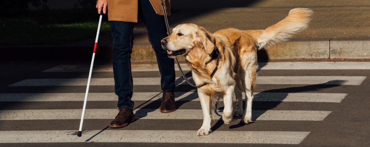 Aveugle et son chien en train de traverser sur un passage piéton